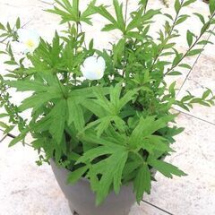 二輪草と雪柳の寄せ植えの画像