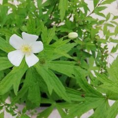 二輪草と雪柳の寄せ植えの画像
