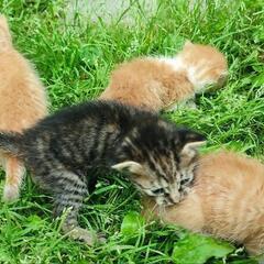 子猫もらって下さい