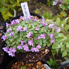ウンナンカズラ  花★ 苗  ガーデニング  の画像