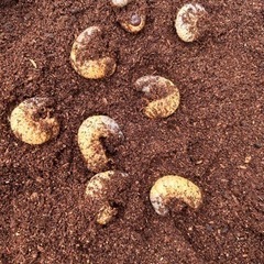 カブトムシのサナギ