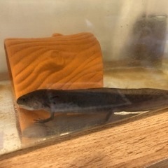 ウーパールーパー里親募集の画像