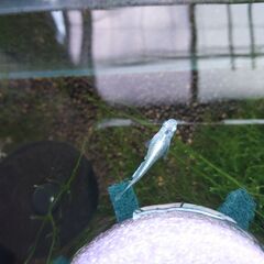 メダカ　サバの極み　成魚　