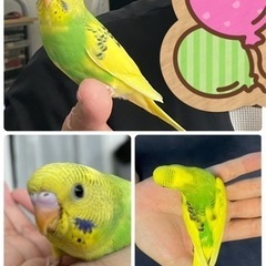セキセイインコ里親募集です。