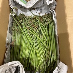 わらび　大量