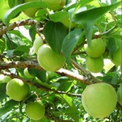 南高梅2.5kgまたは5kg　青梅　梅酒やシロップに