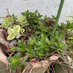 多肉植物