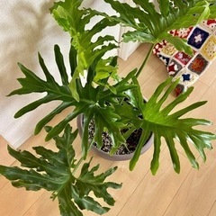 決まりましたセローム　観葉植物　大きめの画像