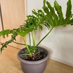 決まりましたセローム　観葉植物　大きめの画像