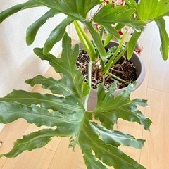 決まりましたセローム　観葉植物　大きめの画像