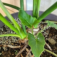 決まりましたセローム　観葉植物　大きめの画像