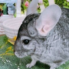 ＊チンチラ販売＊ご家族様募集 - 南都留郡