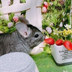 ＊チンチラ販売＊ご家族様募集 − 山梨県