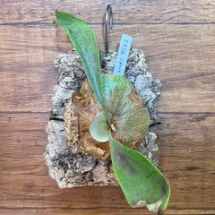 P.FSQ spore ビカクシダ コウモリラン 観葉植物