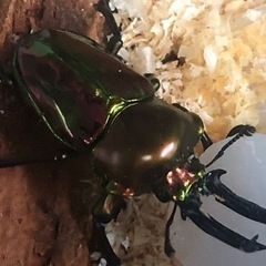 ニジイロクワガタ　幼虫
