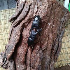 芦別市カナディアンワールド世界のカブトムシ、クワガタ展示販売