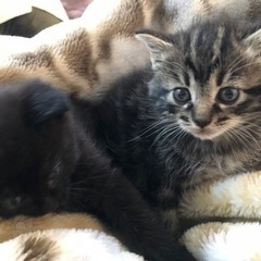 里親さん決定☆子猫　里親募集　黒猫　濃茶トラ