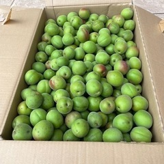 紀州南高梅　　10キロ＋α