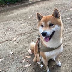 柴犬の里親募集