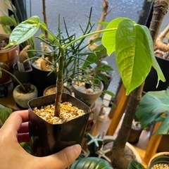 ボンバックス　塊根植物　※10月末までの画像