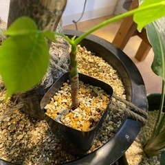 ボンバックス　塊根植物　※10月末まで