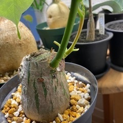 ボンバックス　塊根植物　※10月末までの画像