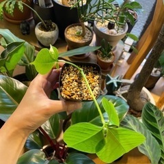 ボンバックス　塊根植物　※10月末までの画像