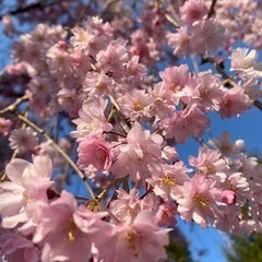 ママ友募集します🌸