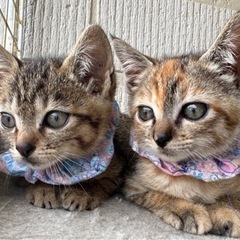 生後約8週の仔猫ペアの里親募集します。