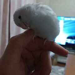 マメルリハ飼い始めました