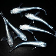 鉄仮面　白メダカ　楊貴妃 各２匹