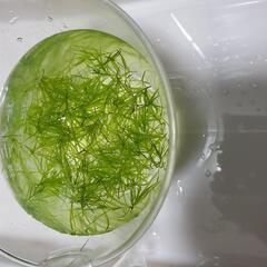 ナヤスの画像