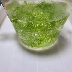 ナヤスの画像