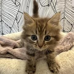生後1ヶ月〜子猫達