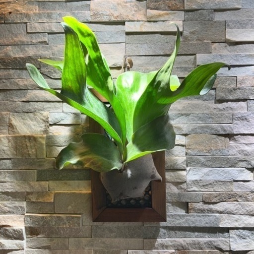 ヒリー ドラゴン◆ ビカクシダ（コウモリラン）P.Hilli Dragon