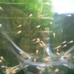 アルビノ　国産グッピー稚魚　ＲＲＥＡ　天女の羽衣image　アク...