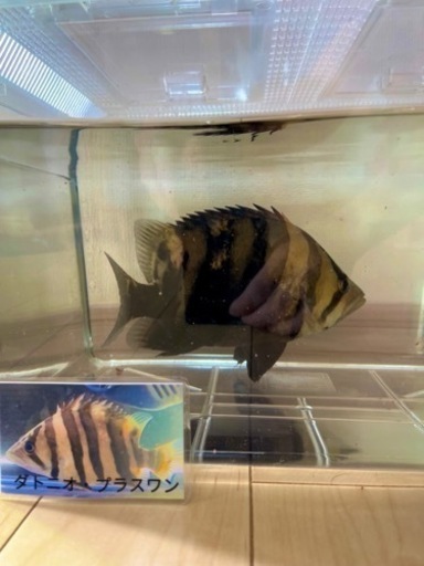 ダトニオ プラスワン