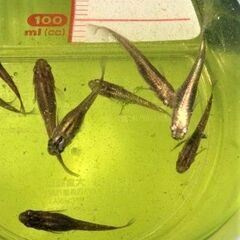 産卵無し・・カブキメダカの卵　３０＋α　　２３－③の画像