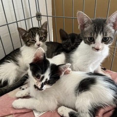 【里親様決定！！】子猫5兄妹💗