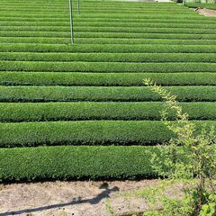 釜炒り茶作りのお知らせの画像