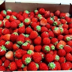 【多分今シーズン最後※30.31日渡し】小粒イチゴ 2kg  子...