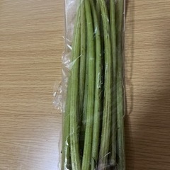 採れたてのフキ