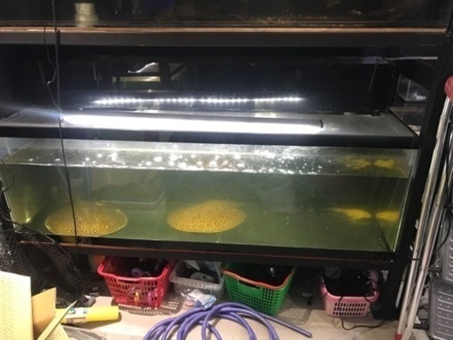 お譲り先決定！1800水槽　水槽機材