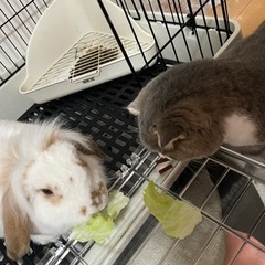 うさぎさん引き取っていただけませんか？