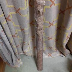 (お譲りします)木　枝の画像