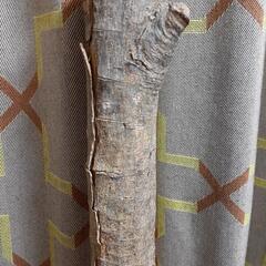 (お譲りします)木　枝の画像