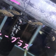 熱帯魚　国産グッピー各種の画像