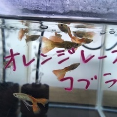 熱帯魚　国産グッピー各種の画像