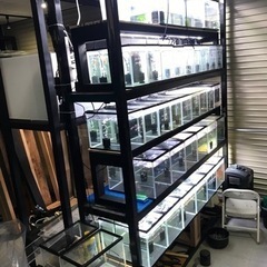 熱帯魚　国産グッピー各種の画像