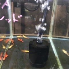 熱帯魚　国産グッピー各種の画像